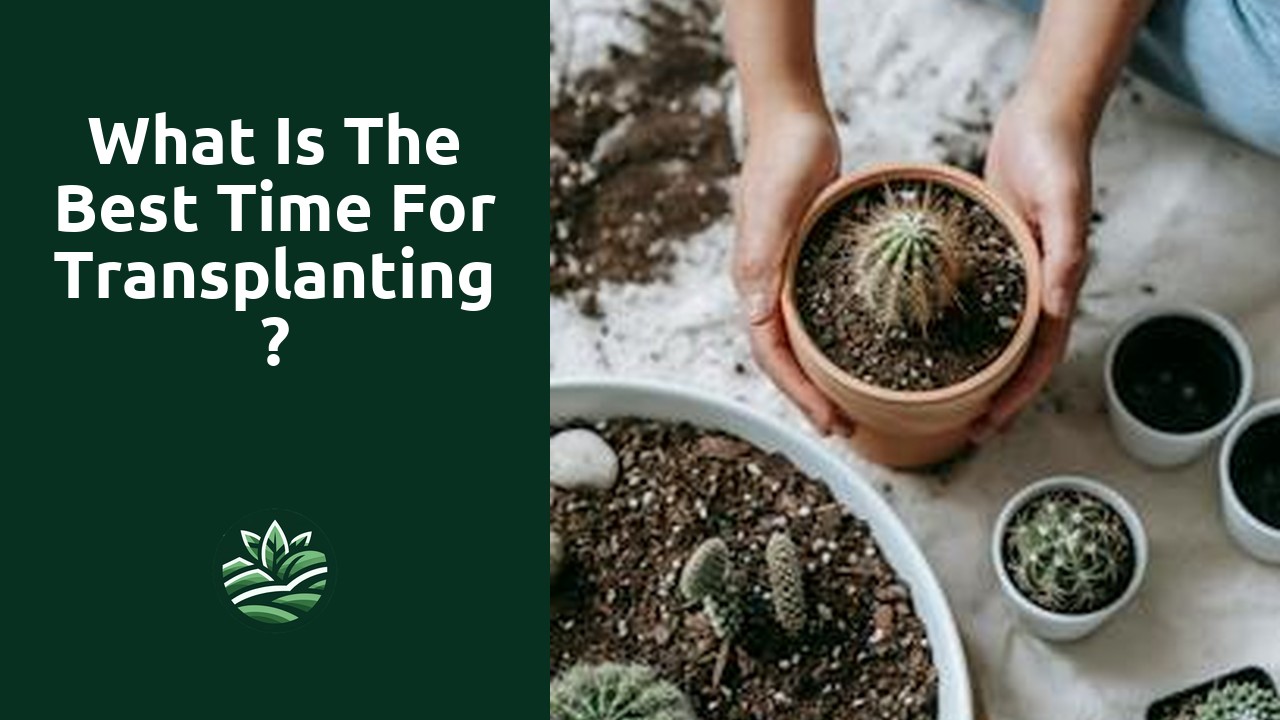 What is the best time for transplanting?